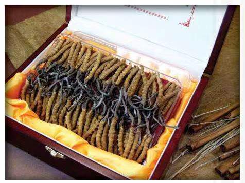 东方冬虫夏草回收